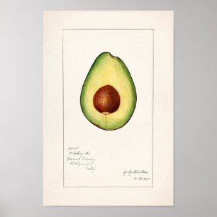 Avocado (Persea) — Waterverf van fruit Poster