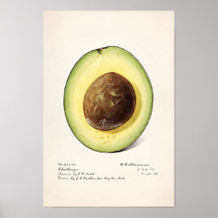 Avocado (Persea) Waterverf van fruit Schilting Pos Poster