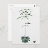 Avocado Tree Briefkaart (Voorkant / Achterkant)