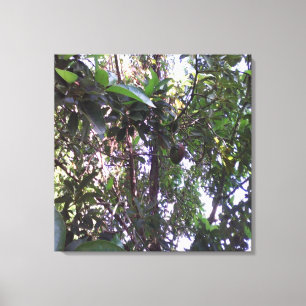 Avocado Tree Canvas Afdruk