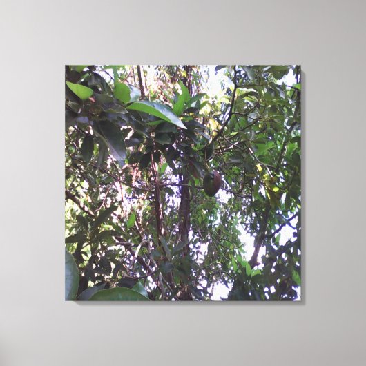 Avocado Tree Canvas Afdruk (Voorkant)