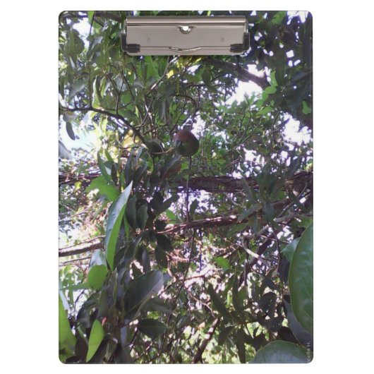 Avocado Tree Klembord (Voorkant)