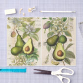 Avocados Tissuepapier (Craft)