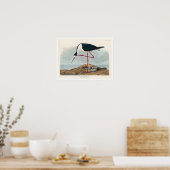 Avocet à pattes longues par Audubon Poster (Cuisine)