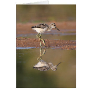 Avocetchick