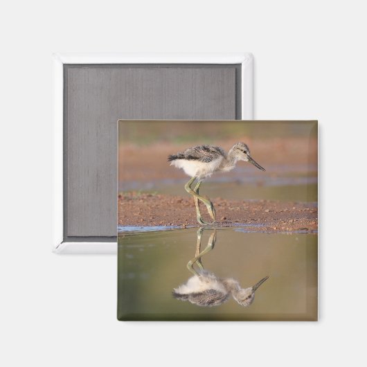 Avocetchick Magneet (Voorkant / Achterkant)