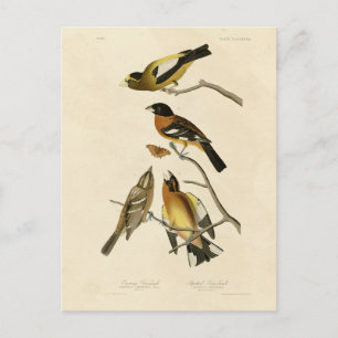 Avond, spottende Amerikaanse vogelvogels in Grosbe Briefkaart
