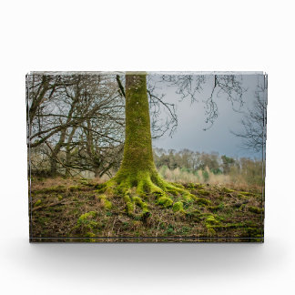 Avondstemming Fotoblokken