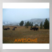 Awesome Buffalo Poster (Devant)