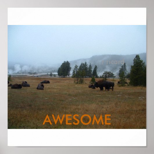Awesome Buffalo Poster (Devant)
