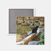 aWorld2Celebrate: Black Cat Appreciation Day Magneet (Voorkant / Achterkant)