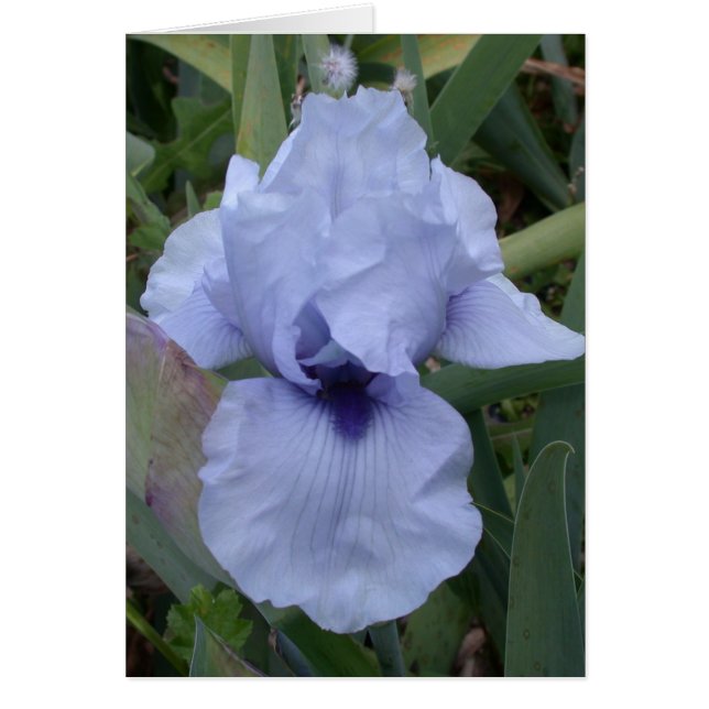 Awsome Blue Iris Card (Voorkant)