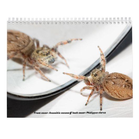 Awwsomest Jumping Spiders Kalender (Achterkant)