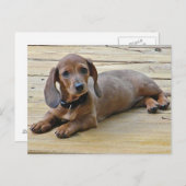 AX- Cute Dachshund-Briefkaarten Briefkaart (Voorkant / Achterkant)