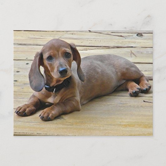 AX- Cute Dachshund-Briefkaarten Briefkaart (Voorkant)