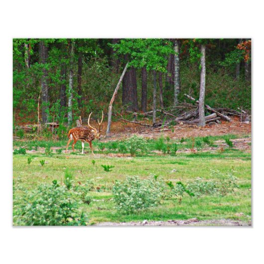 Axis Deer-foto Foto Afdruk (Voorkant)