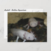 Axolotl # 2 briefkaart (Voorkant / Achterkant)