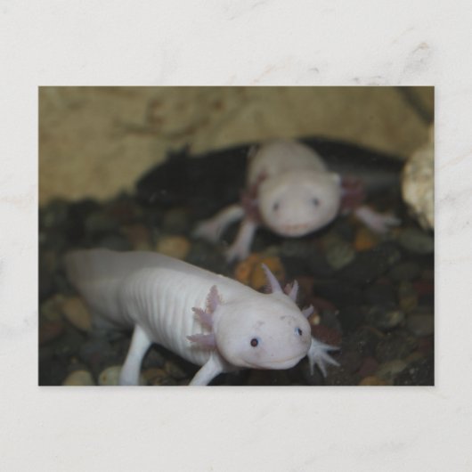 Axolotl # 2 briefkaart (Voorkant)