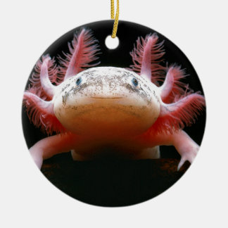 Axolotl Axolotl.png Keramisch Ornament