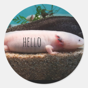 axolotl-leucoticum ronde sticker