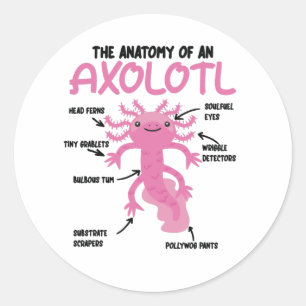 Axolotl-verklaringsanatomie van een Axolotl Ronde Sticker