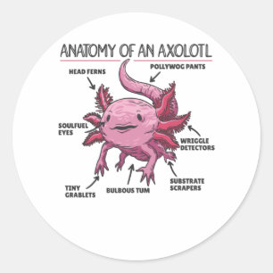Axolotl-verklaringsanatomie van een Axolotl Ronde Sticker