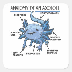 Axolotl-verklaringsanatomie van een Axolotl Vierkante Sticker