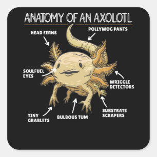 Axolotl-verklaringsanatomie van een Axolotl Vierkante Sticker