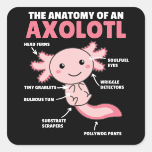 Axolotl-verklaringsanatomie van een Axolotl Vierkante Sticker