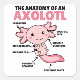 Axolotl-verklaringsanatomie van een Axolotl Vierkante Sticker