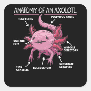 Axolotl-verklaringsanatomie van een Axolotl Vierkante Sticker