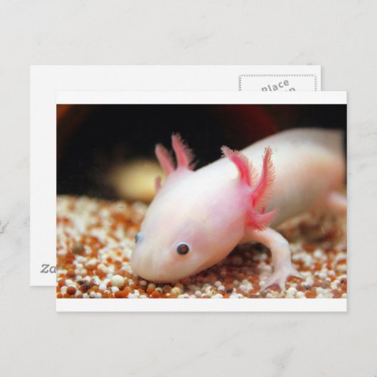 Axolotl Weißling Briefkaart (Voorkant / Achterkant)