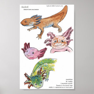 Axolotls Poster