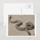 AZ Black Rattlesnake (klik niet als er kwaadspreke Briefkaart (Voorkant / Achterkant)