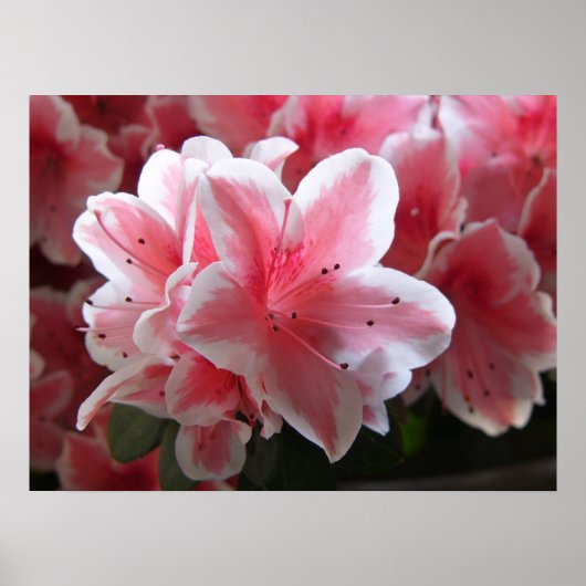 Azalea #3 poster (Voorkant)