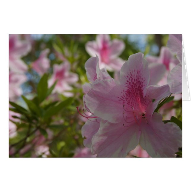 Azalea Aloha ! (Devant Horizontal)