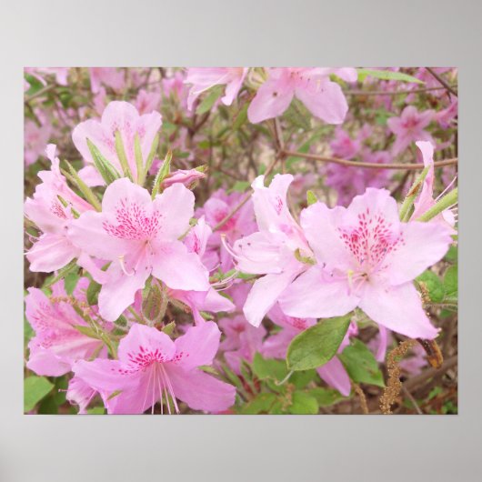 Azalea Bloom Close-Up Photography Poster (Voorkant)