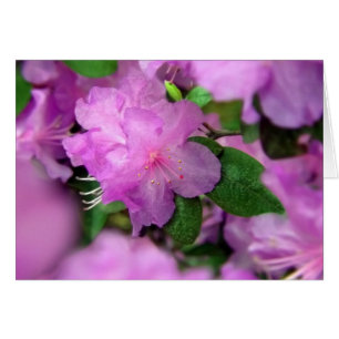 Azalea Blossom