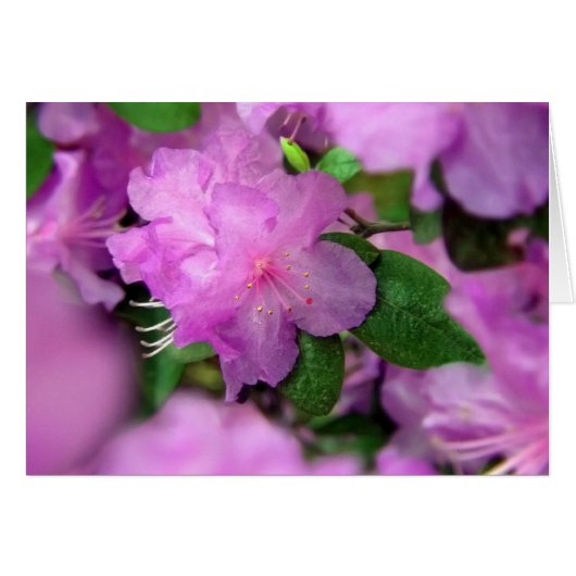 Azalea Blossom (Voorkant Horizontaal)