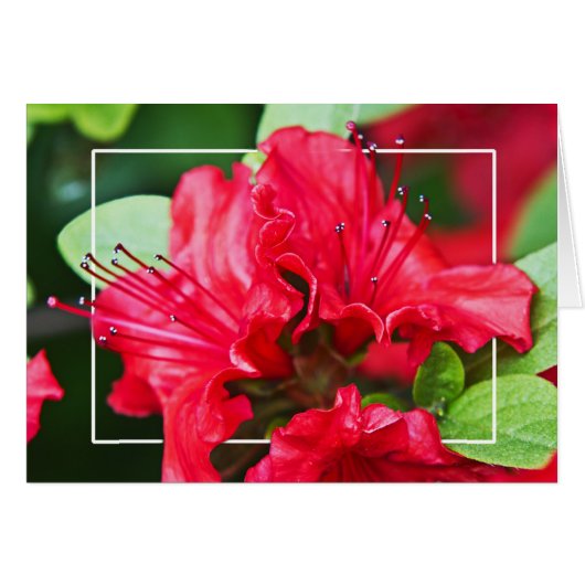 Azalea Blossom (Voorkant Horizontaal)