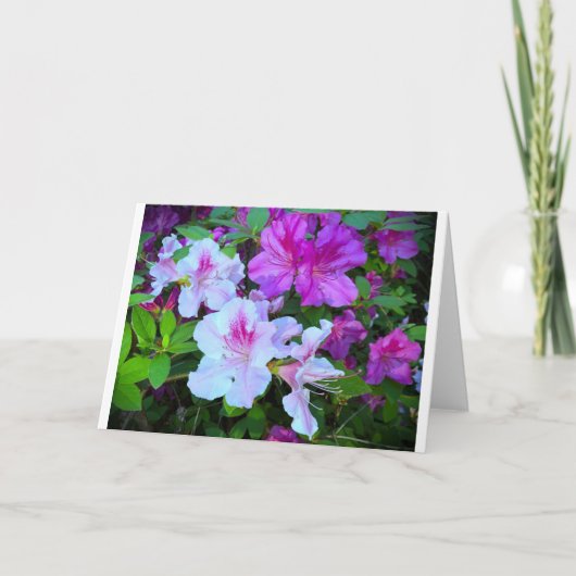 Azalea, carte (Devant)
