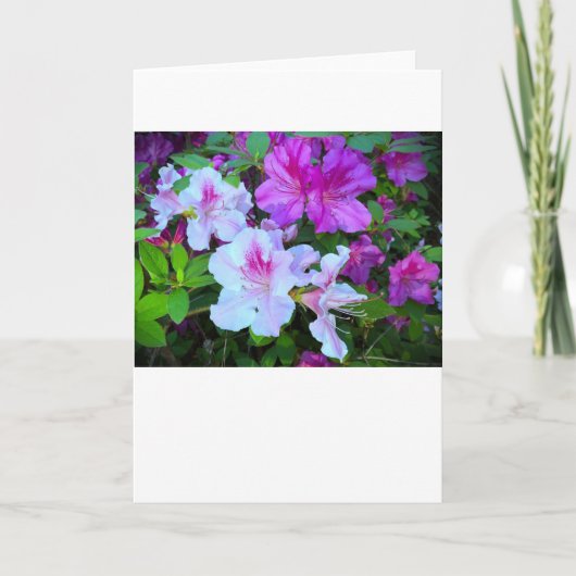 Azalea, carte (Devant)