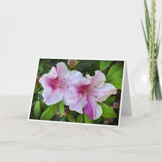 Azalea, carte (Devant)