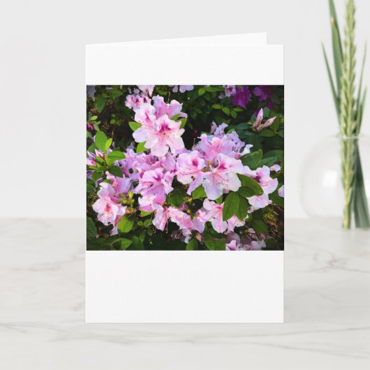 Azalea, carte (Devant)