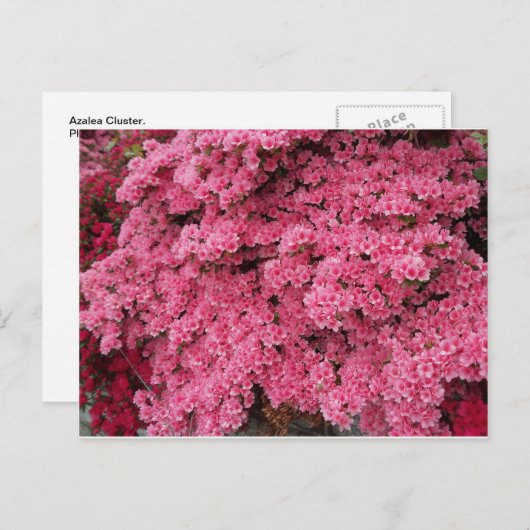 Azalea Cluster Briefkaart (Voorkant / Achterkant)