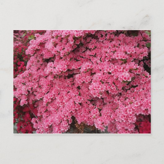 Azalea Cluster Briefkaart (Voorkant)