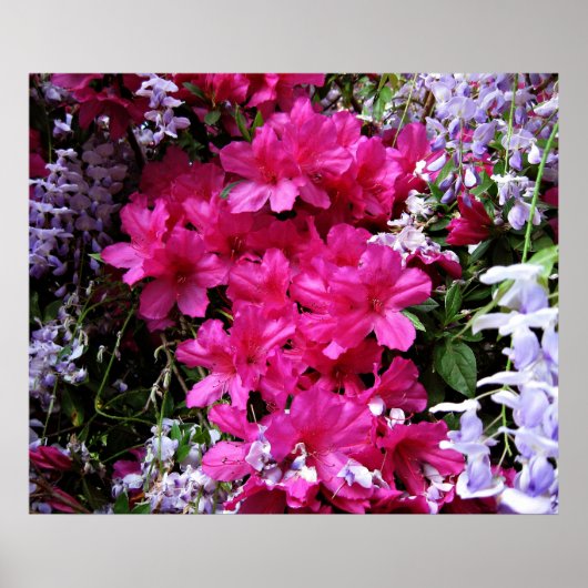 azalea en wisteria poster (Voorkant)