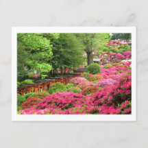 Azalea Festival: Nezu Shrine, Japan Briefkaart