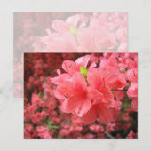Azalea Field - Carte postale (Devant / Derrière)