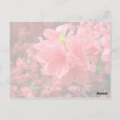 Azalea Field - Carte postale (Dos)